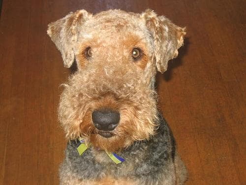 Airedale Terrier