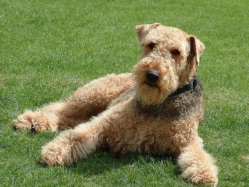 Airedale Terrier personality and temperament