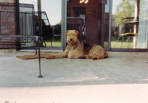 Well-trained Airedale Terrier
