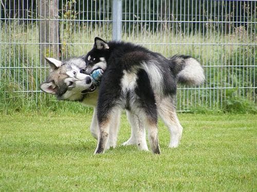 Alaskan Malamute
