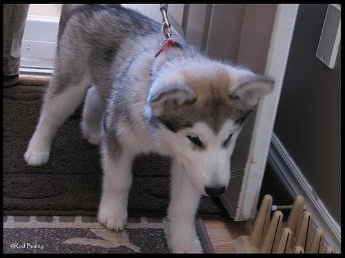 Alaskan Malamute personality and temperament