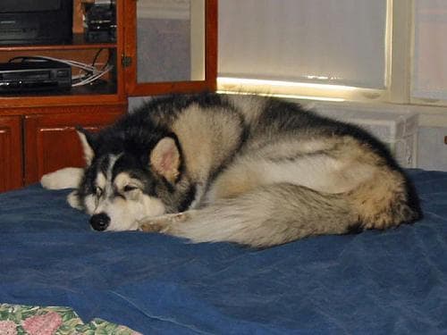 Well-trained Alaskan Malamute