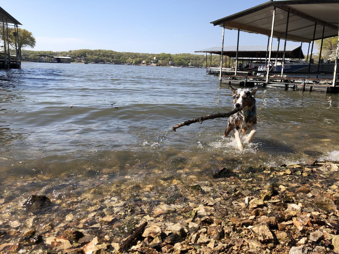Aussiedoodle personality and temperament