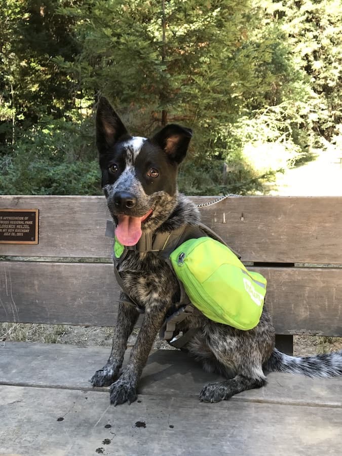 Australian Cattle Dog personality and temperament