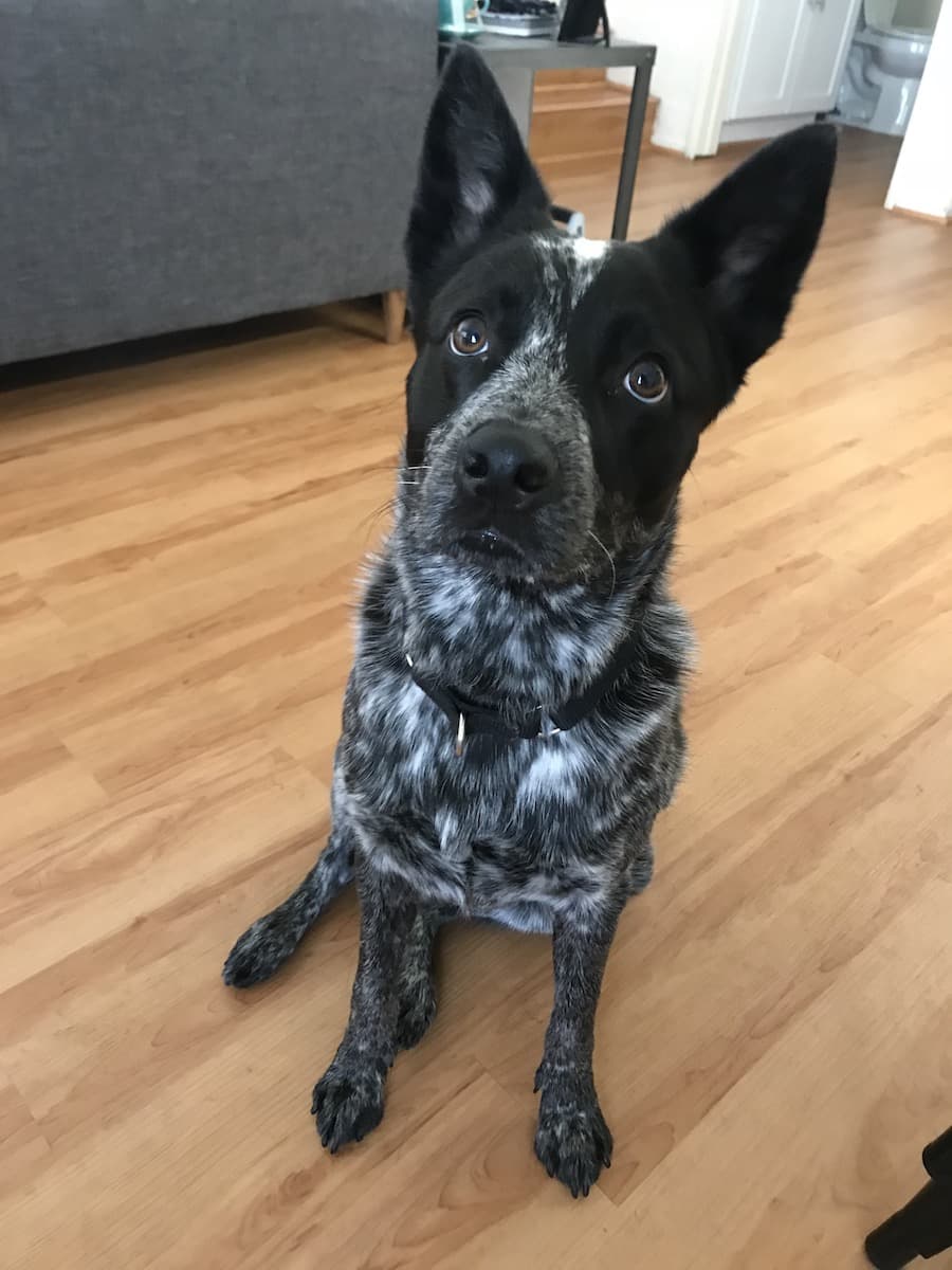 Well-trained Australian Cattle Dog
