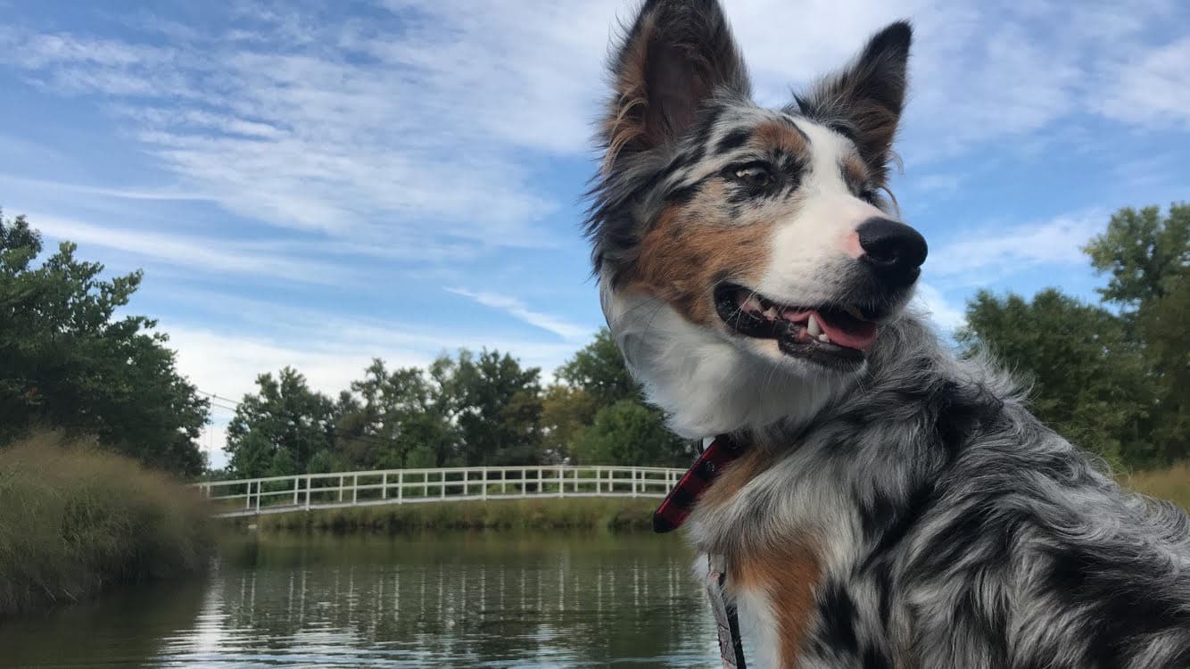 Australian Shepherd personality and temperament