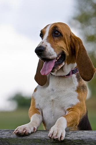 Basset Hound