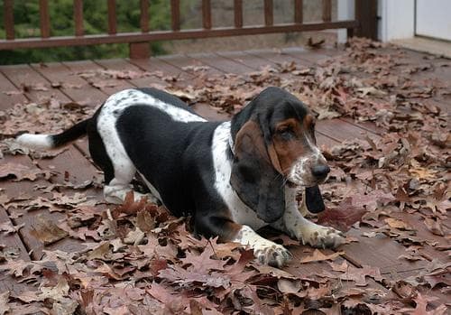 Basset Hound personality and temperament