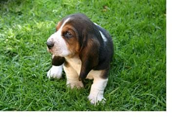 Well-trained Basset Hound