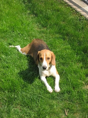 Beagle personality and temperament