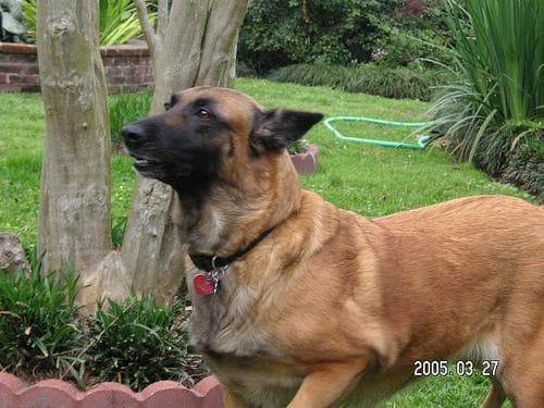 Belgian Malinois