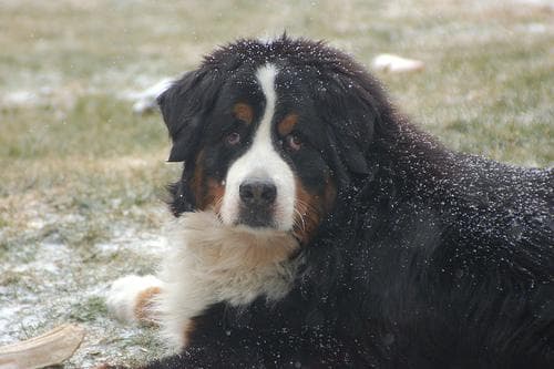 Bernese Mountain Dog