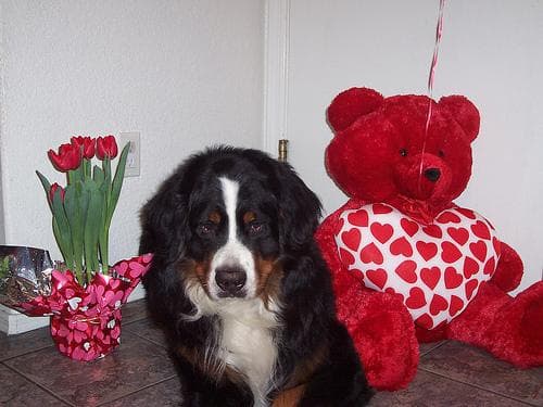 Bernese Mountain Dog personality and temperament