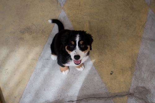 Well-trained Bernese Mountain Dog