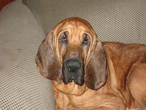 Well-trained Bloodhound