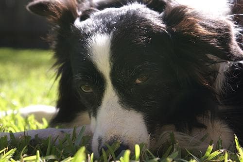 Border Collie