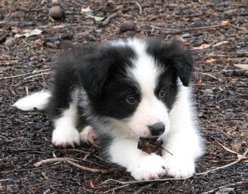 Border Collie personality and temperament