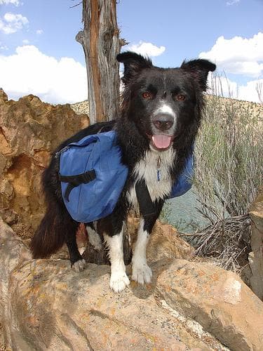 Well-trained Border Collie