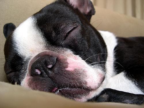 Boston Terrier