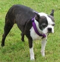 Boston Terrier personality and temperament