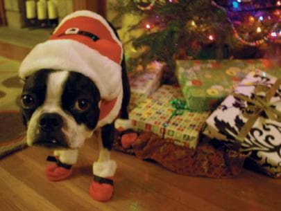 Well-trained Boston Terrier