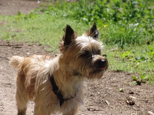 Cairn Terrier