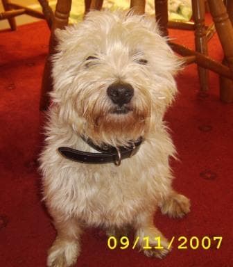 Cairn Terrier personality and temperament