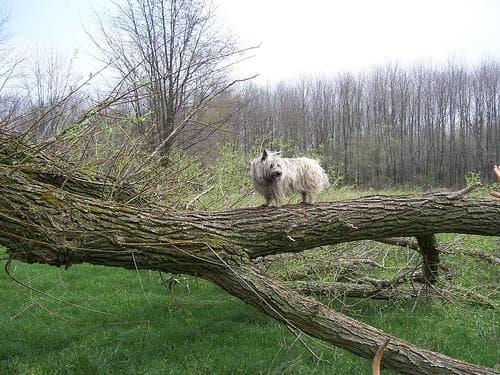 Well-trained Cairn Terrier