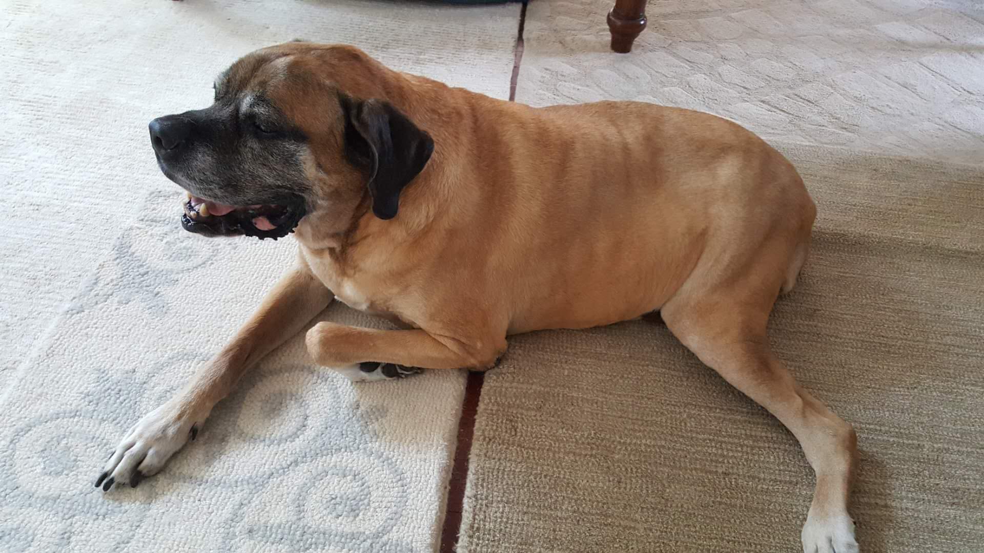 Cane Corso personality and temperament