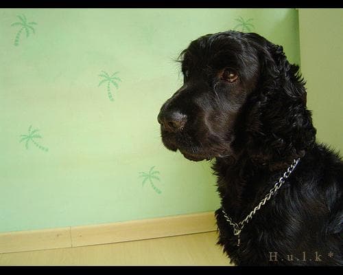 Cavalier King Charles Spaniel personality and temperament