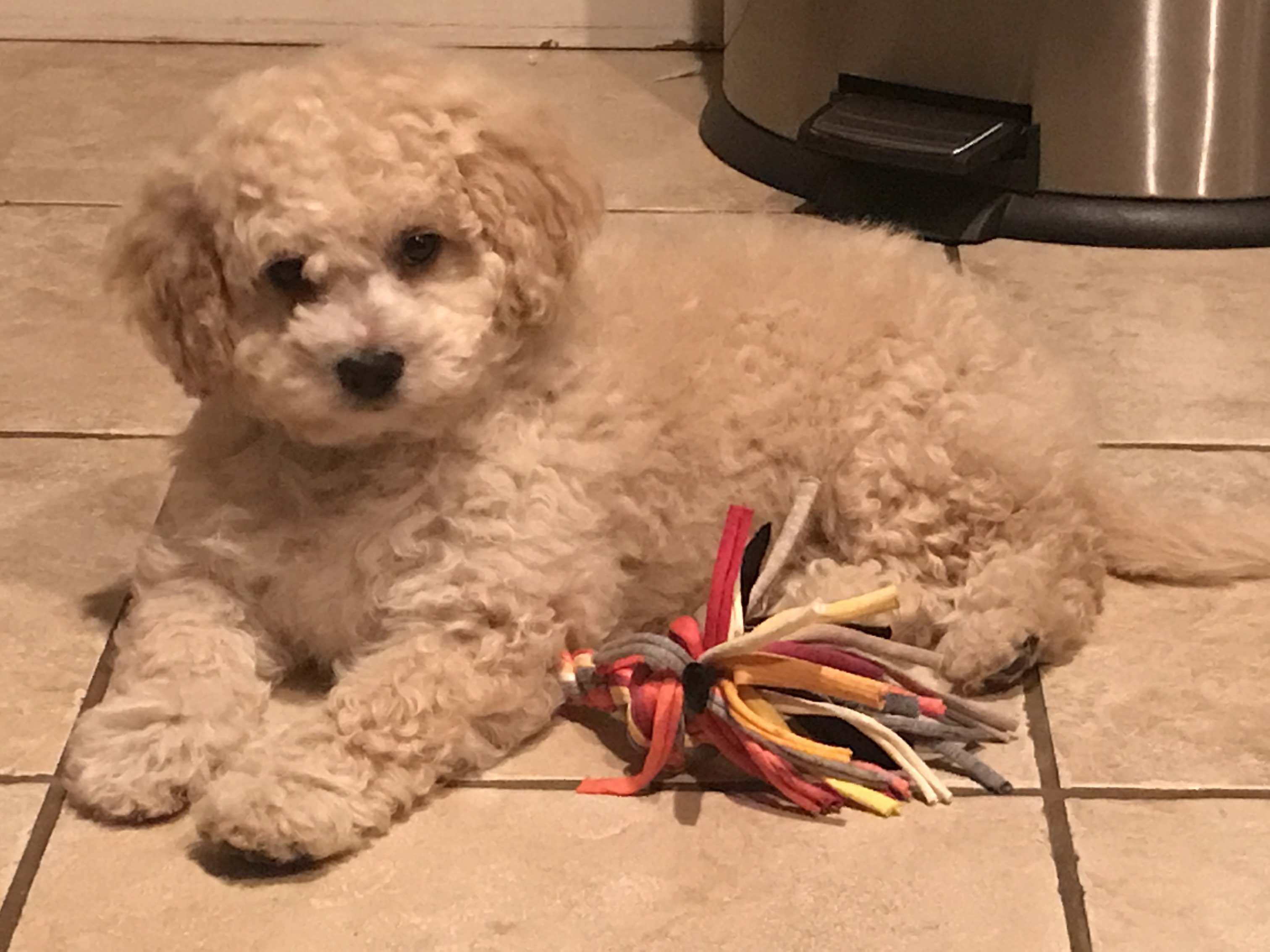 Cavapoo personality and temperament
