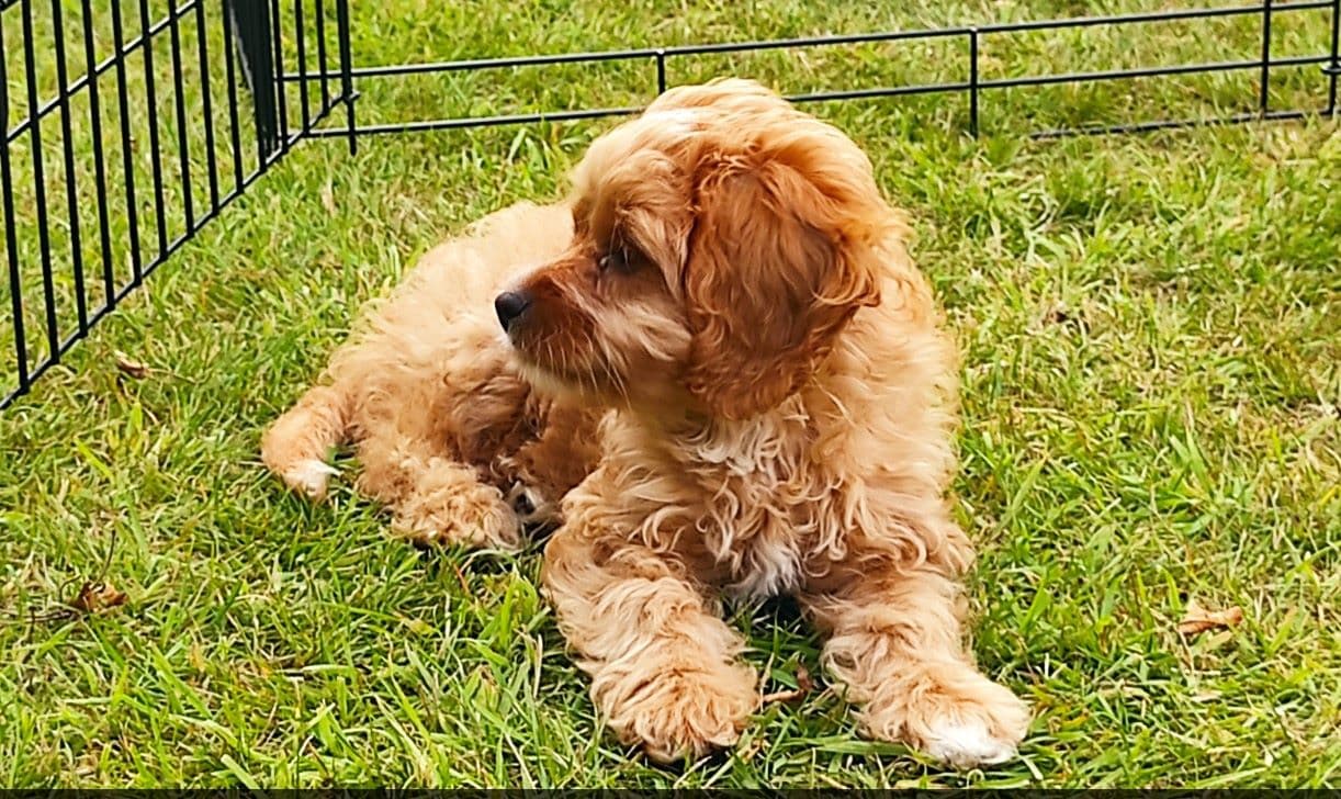 Well-trained Cavapoo