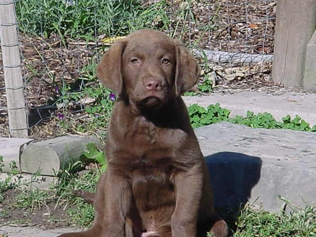 Chesapeake Bay Retriever
