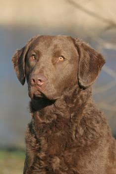 Chesapeake Bay Retriever personality and temperament