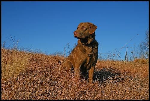 Well-trained Chesapeake Bay Retriever