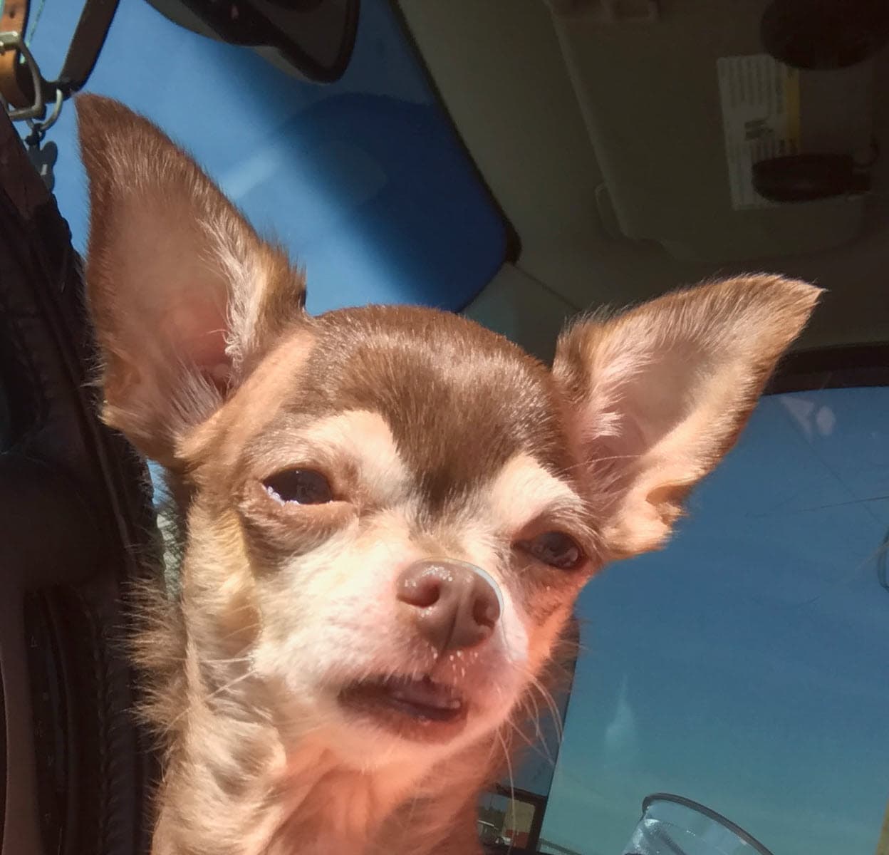 Chihuahua