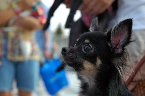 Chihuahua personality and temperament