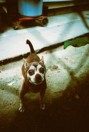 Well-trained Chihuahua