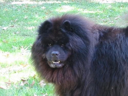 Chow Chow