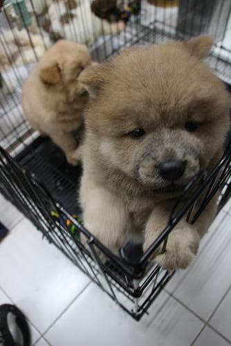 Chow Chow personality and temperament