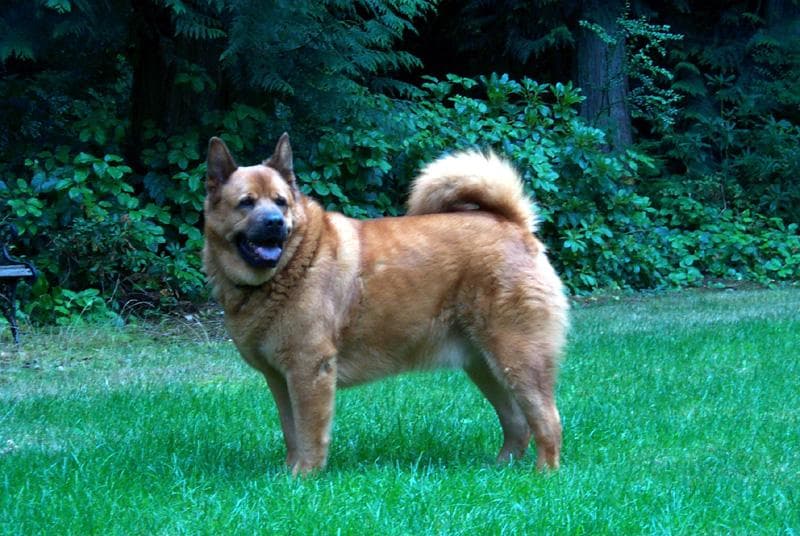 Well-trained Chow Chow