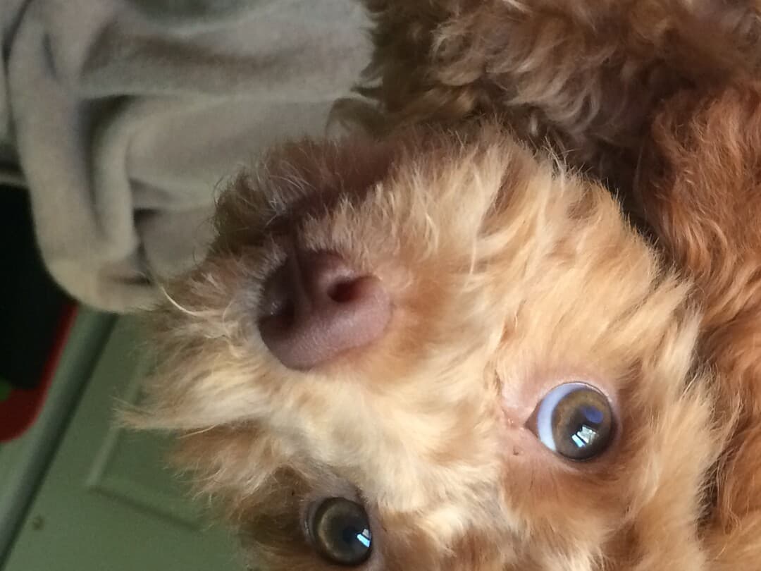 Cockapoo personality and temperament