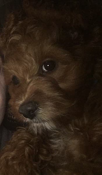 Well-trained Cockapoo