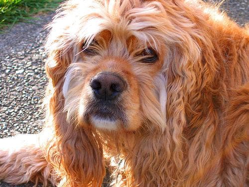 Cocker Spaniel