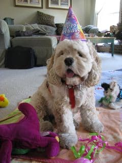 Well-trained Cocker Spaniel