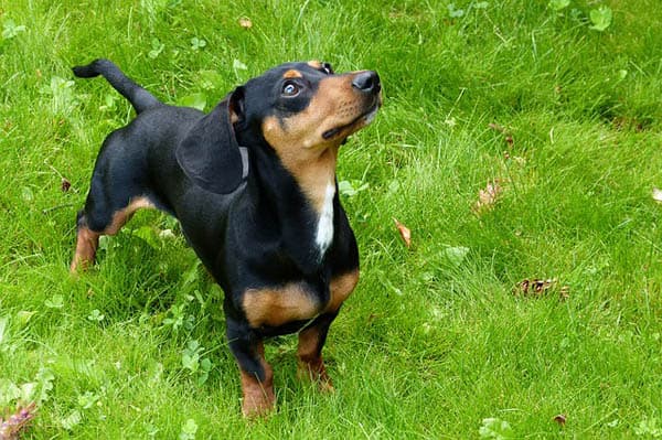 Dachshund personality and temperament