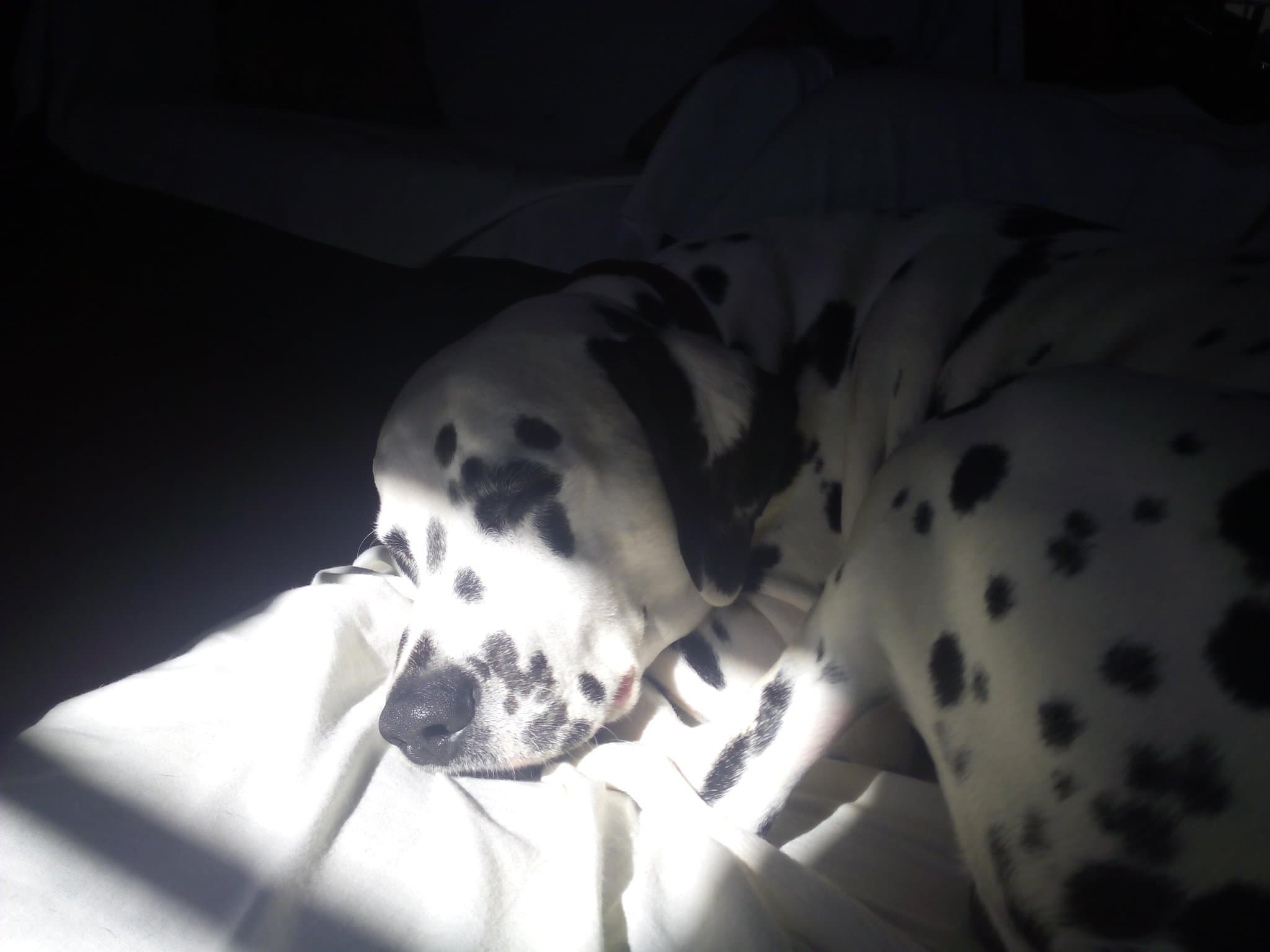 Dalmatian personality and temperament
