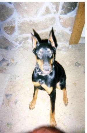 Doberman Pinscher personality and temperament