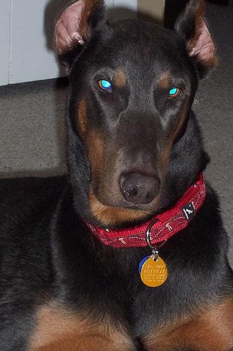 Well-trained Doberman Pinscher