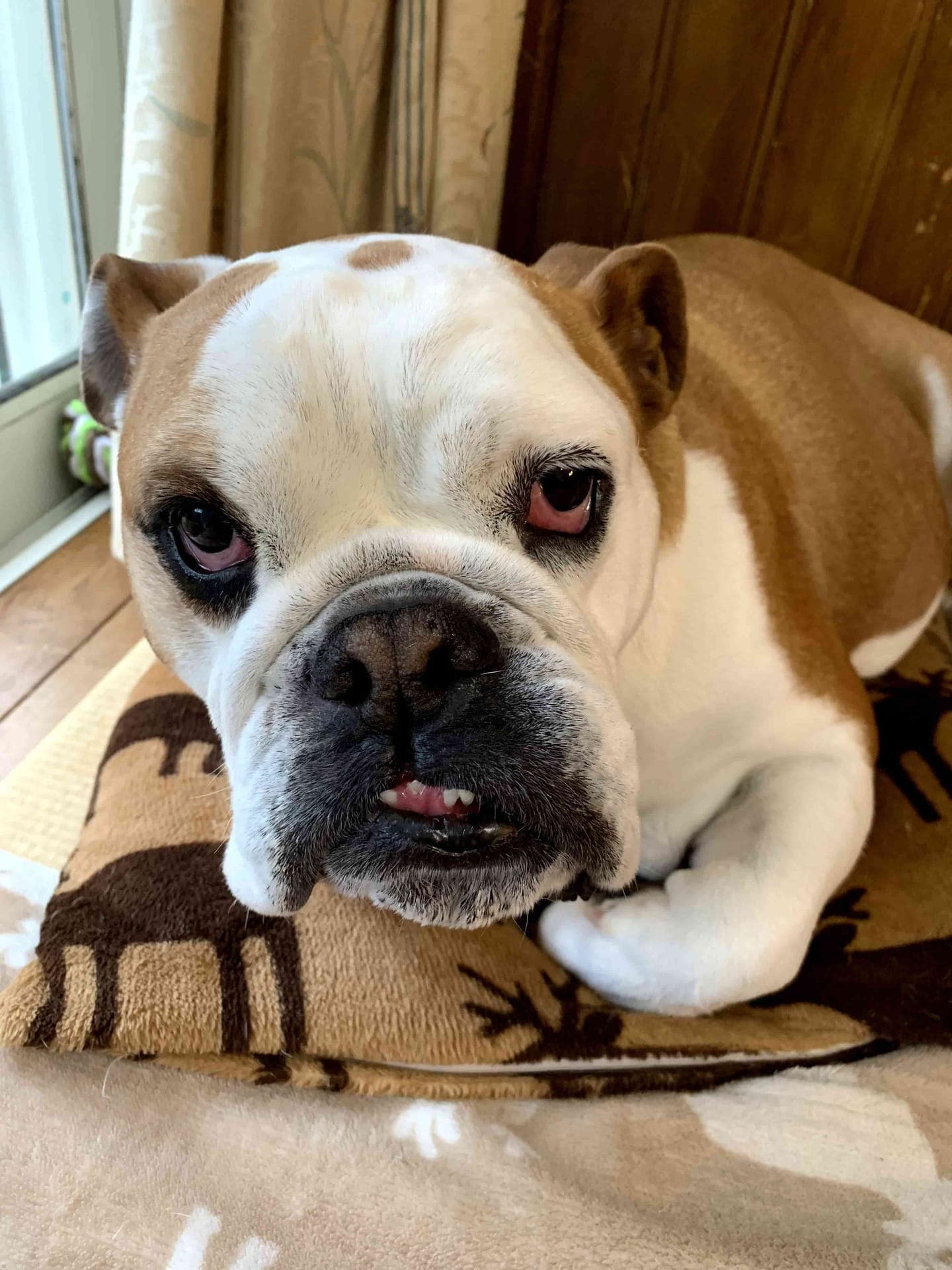 Well-trained English Bulldog